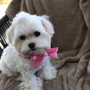 Small Valentine’s Day collar cover